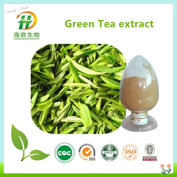 Hot Selling Green Tea Extract Powder